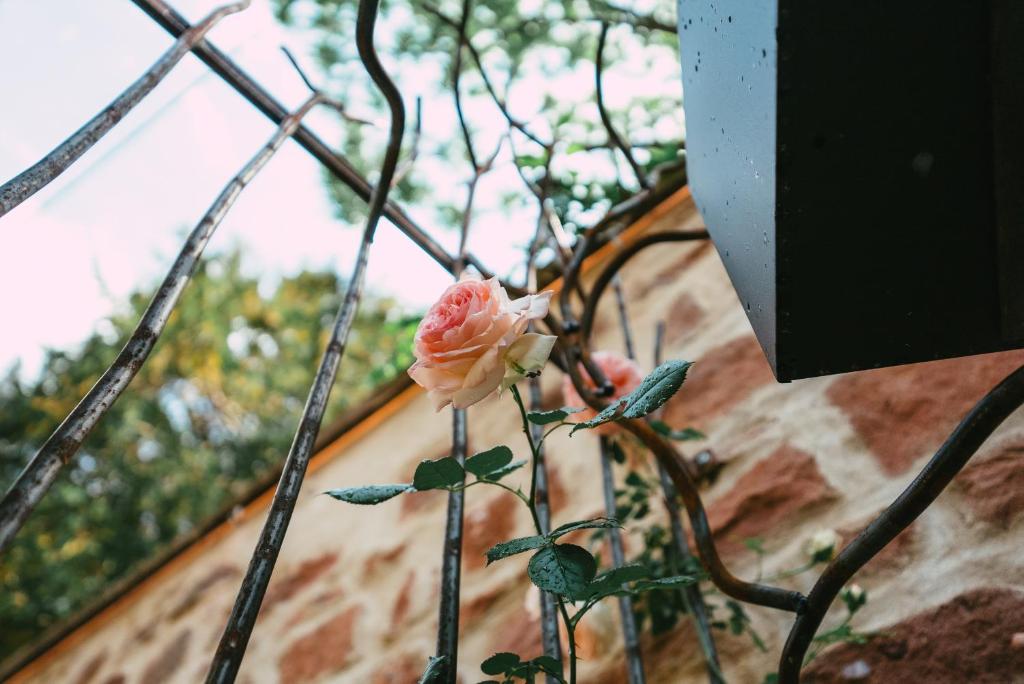 Domaine Bohème I art de vivre – photo 38