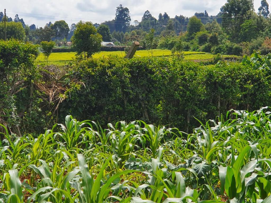 a hedge with green plants in front of a field at Thayo Place in Nyeri