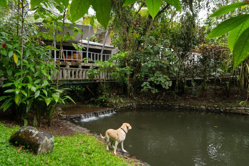 a dog standing in a pond in front of a house at Rancho Margot Sustainable & Self Sufficient Eco Lodge in El Castillo de La Fortuna