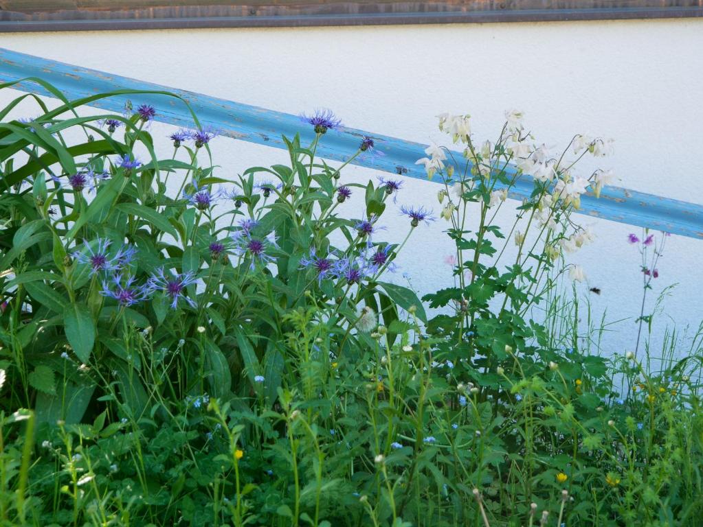 A garden outside Ferienwohnung Sonnenuntergang
