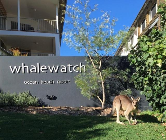 a kangaroo walking in the grass in front of a building at Whale Watch Ocean Beach Resort in Point Lookout