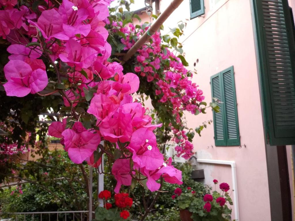 un montón de flores rosas colgando de un edificio en Albergo Italia, en Piombino