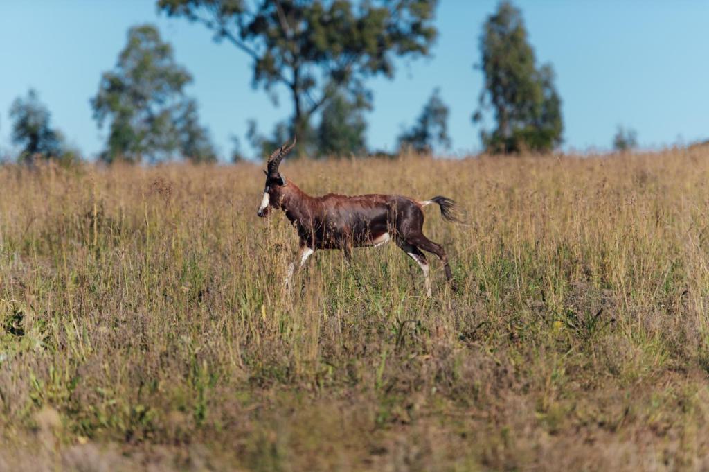 Altri animali domestici presso l'hotel o nei dintorni
