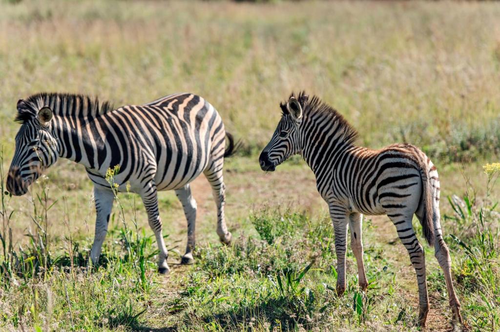 Altri animali domestici presso l'hotel o nei dintorni