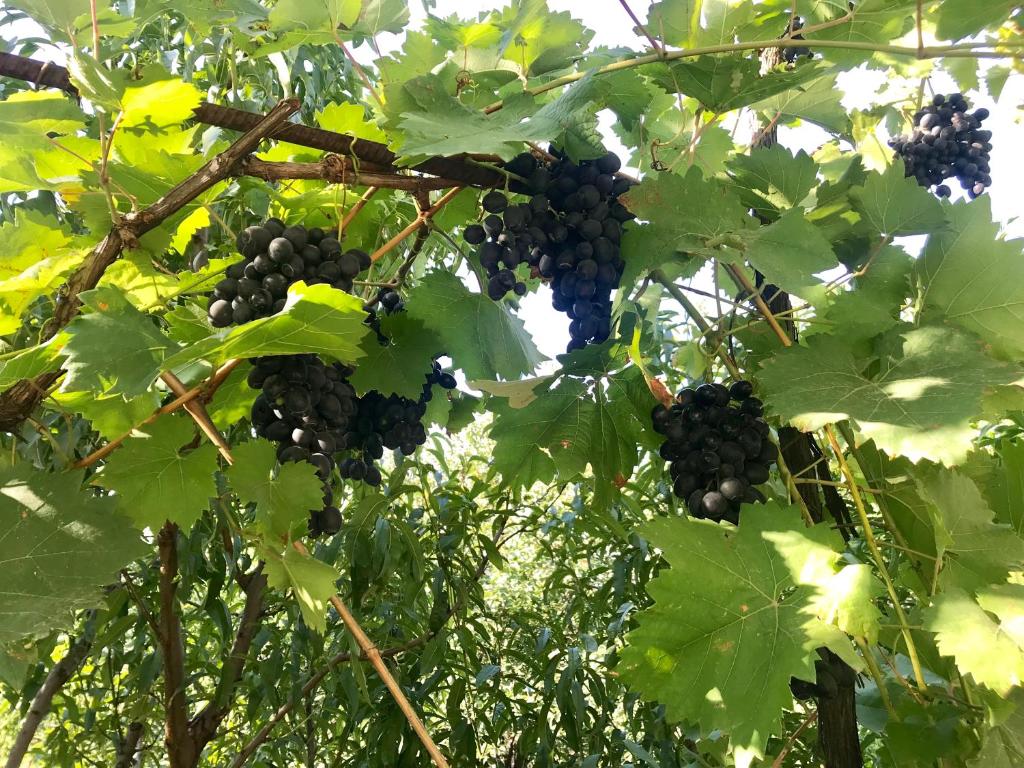 Fotografie z fotogalerie ubytování Ekas Rosengarten v destinaci Gori