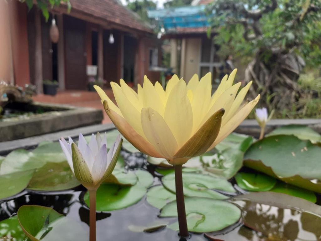 LITTLE TRANG AN HOMESTAY - 10