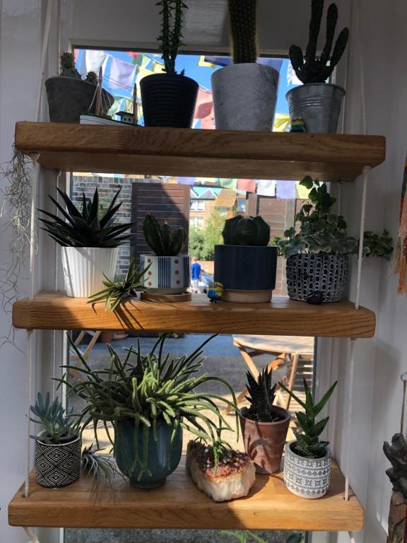 a bunch of potted plants on wooden shelves at The Beetroot in Margate