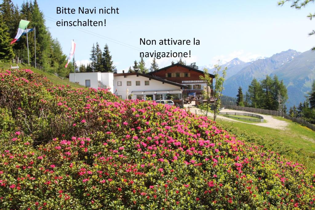 pole różowych kwiatów na górze w obiekcie Panorama Restaurant Sterzingerhaus 1.930m w mieście Vipiteno