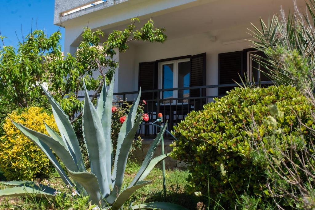 una planta en un jardín frente a una casa en Apartmani Nana Mija en Pag