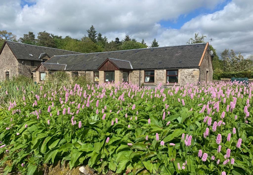 a field of pink flowers in front of a building at Charming Parlour Cottage at Tinto Retreats near Biggar in Wiston