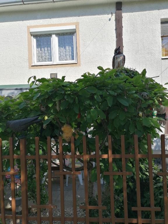 Zahrada ubytování Ildikó Vendégház Hévíz