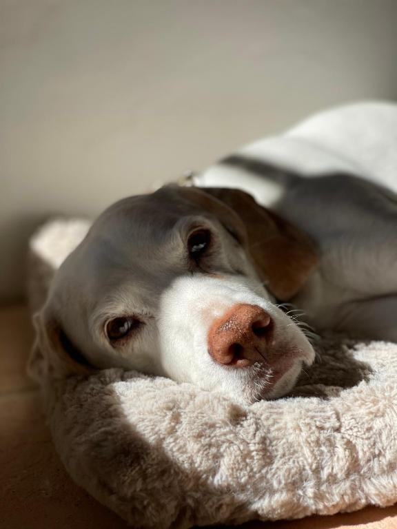 AUERSTEIN-Hotels auerstein & auerstein-mono - Resim 42