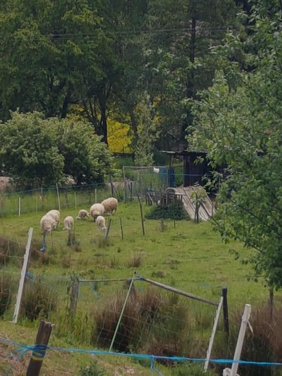 Tiere im Ferienhaus oder in der Nähe