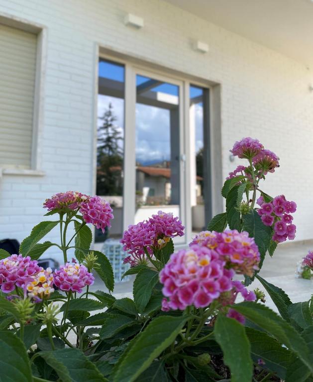 a bunch of purple flowers in front of a house at Villa D Erna Marina di Pietrasanta in Marina di Pietrasanta