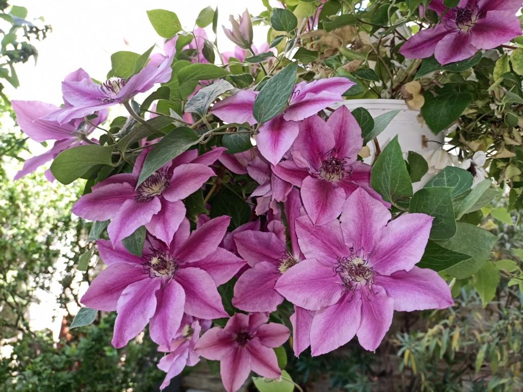 Pia's Gardenview - 1