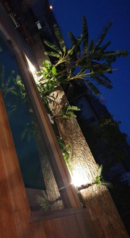a palm tree in front of a door at night at Villa T4 avec piscine in Lucciana