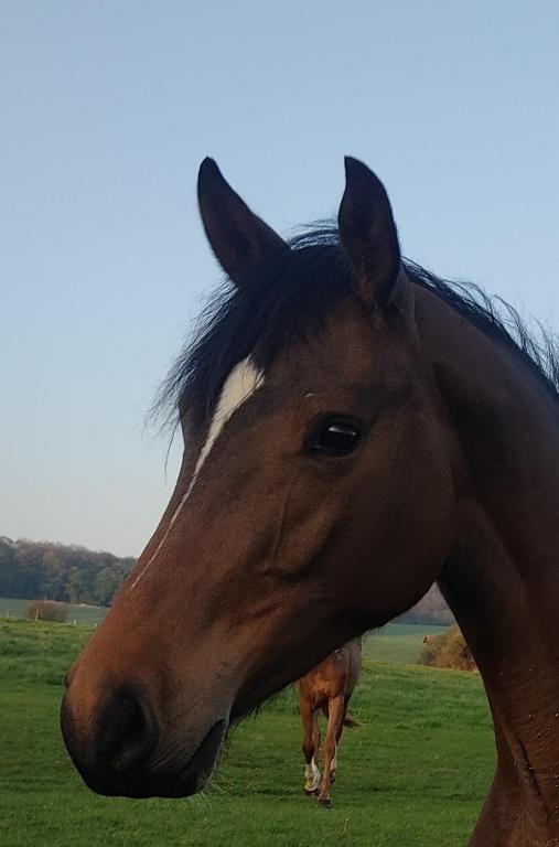Zvířata v venkovského domu nebo okolí
