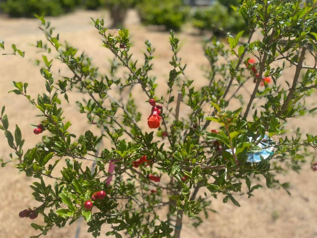 Vonkajšia záhrada v ubytovaní Aegean Endless Summer Villa Pefkos