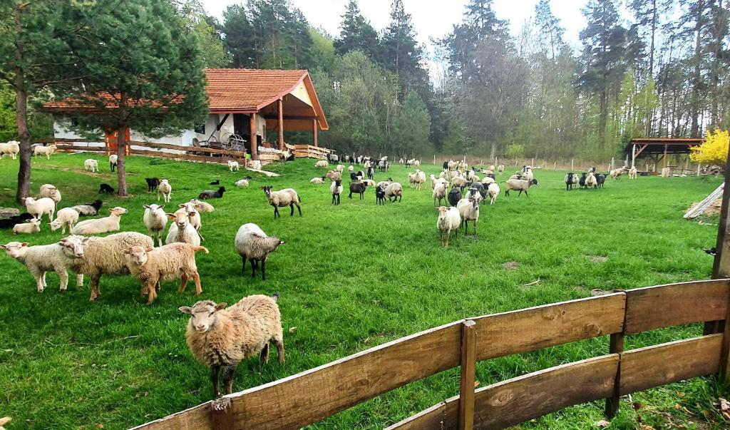 eine Herde Schafe, die auf einem Grasland weiden in der Unterkunft Agroturystyka Stara Huta in Narol