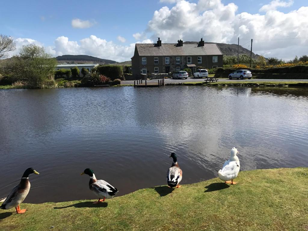 drei Enten auf dem Rasen in der Nähe eines Sees in der Unterkunft 2 Sea View Cottage in Pwllheli