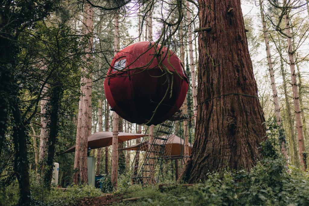 Ein rotes Objekt hängt von einem Baum im Wald in der Unterkunft The Sleepy Explorer in Hallaton