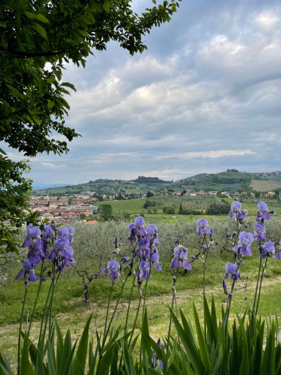 a bunch of purple flowers in a field at Casa Martelli in Seano