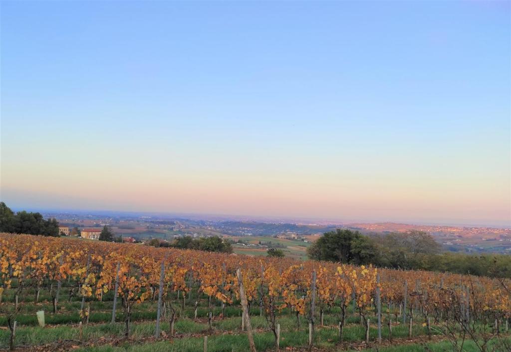 a view of a vineyard in the fall at Appartement Bagnols - Les Meublés des Pierres Dorées in Theizé