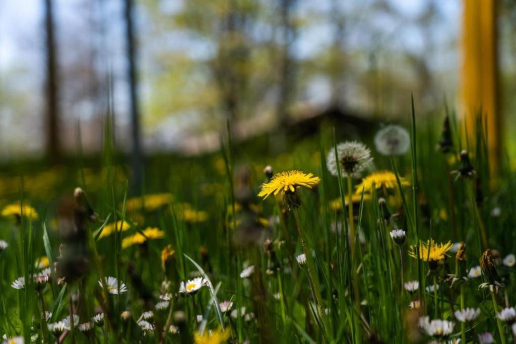 Ogród w obiekcie Villaggio Anemone Chalet Scoiattolo