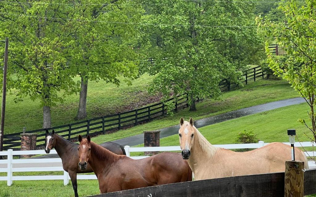 a group of horses standing next to a fence at Nicura Ranch Inn & Stables in Berea