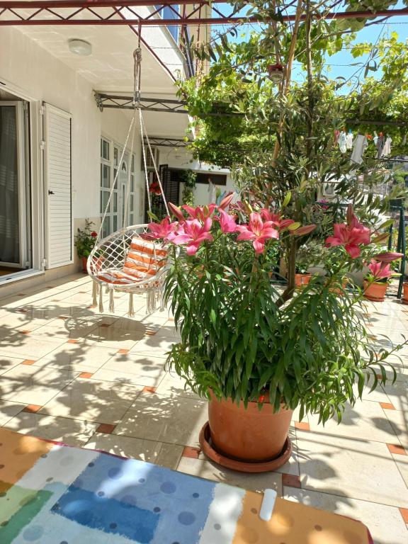 Zahrada ubytování Apartments Gazi