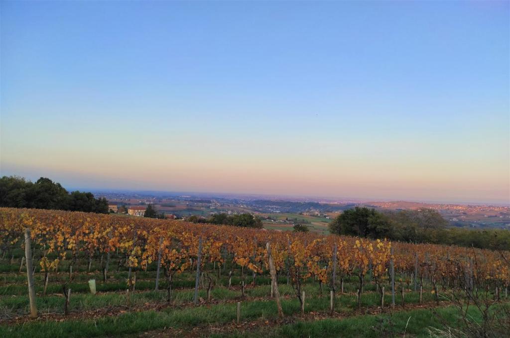 a view of a vineyard in the fall at Appartement Theizé - Les meublés des Pierres Dorées in Theizé