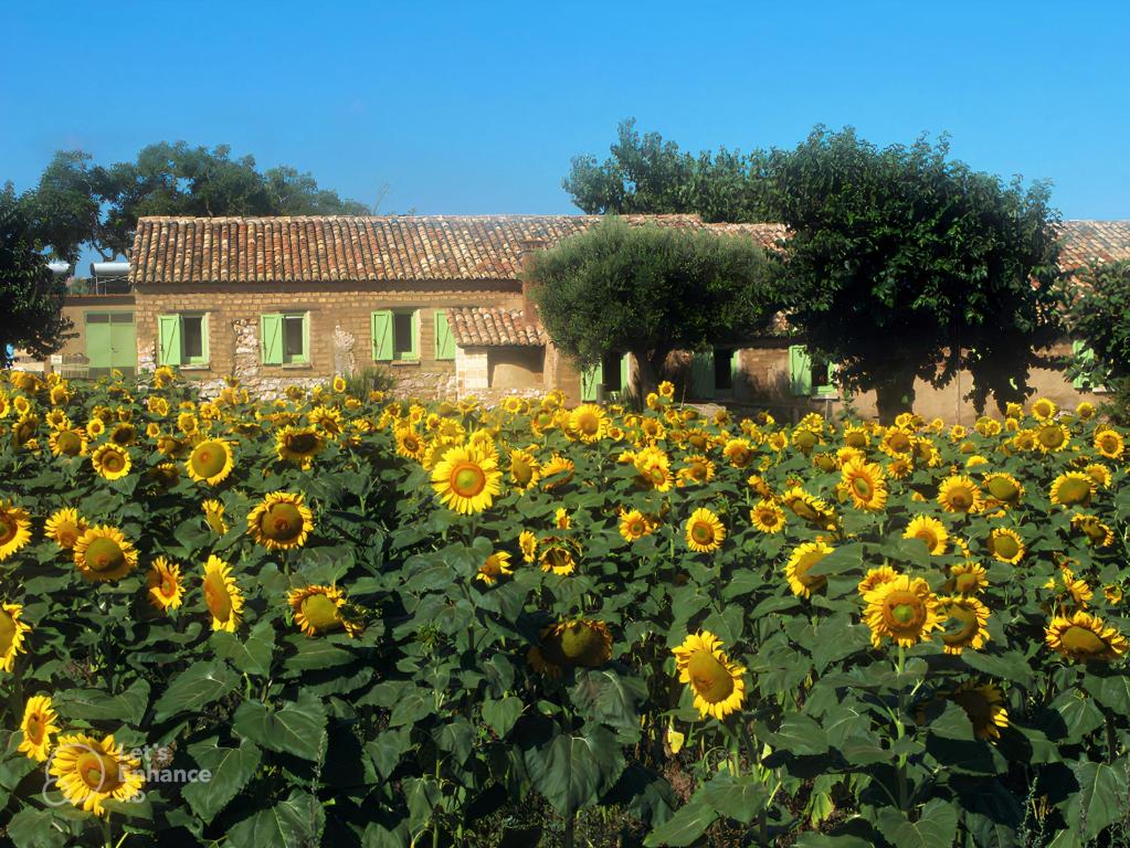 un champ de tournesols devant une maison dans l'établissement Il Canto di Kokopelli Country Houses, à Brattirò