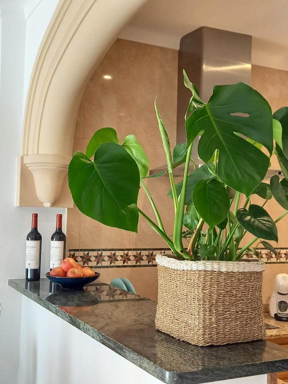 a plant sitting on a counter with two bottles of wine at Hotel Nou Can Guillem in Cala Figuera