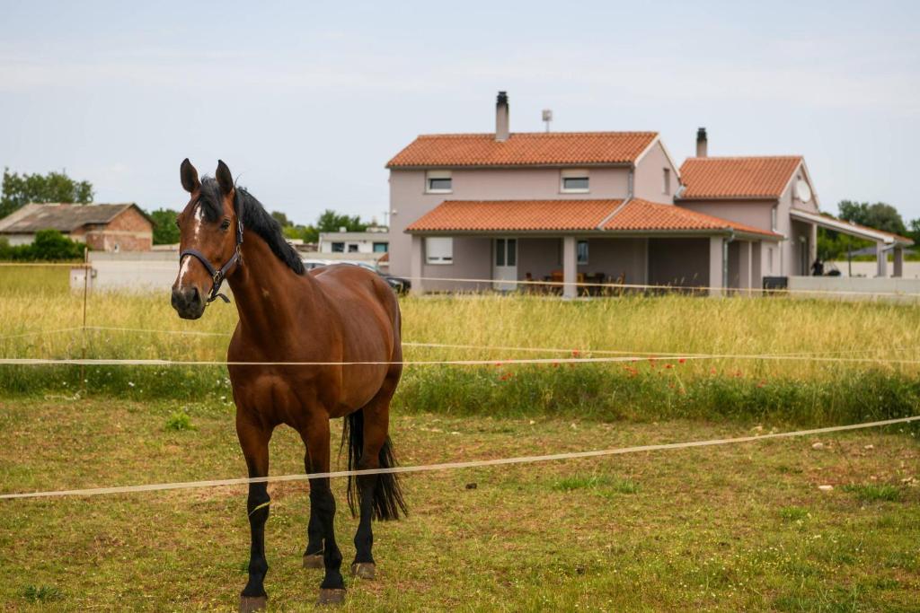 Zvieratá v dovolenkovom dome alebo blízkom okolí
