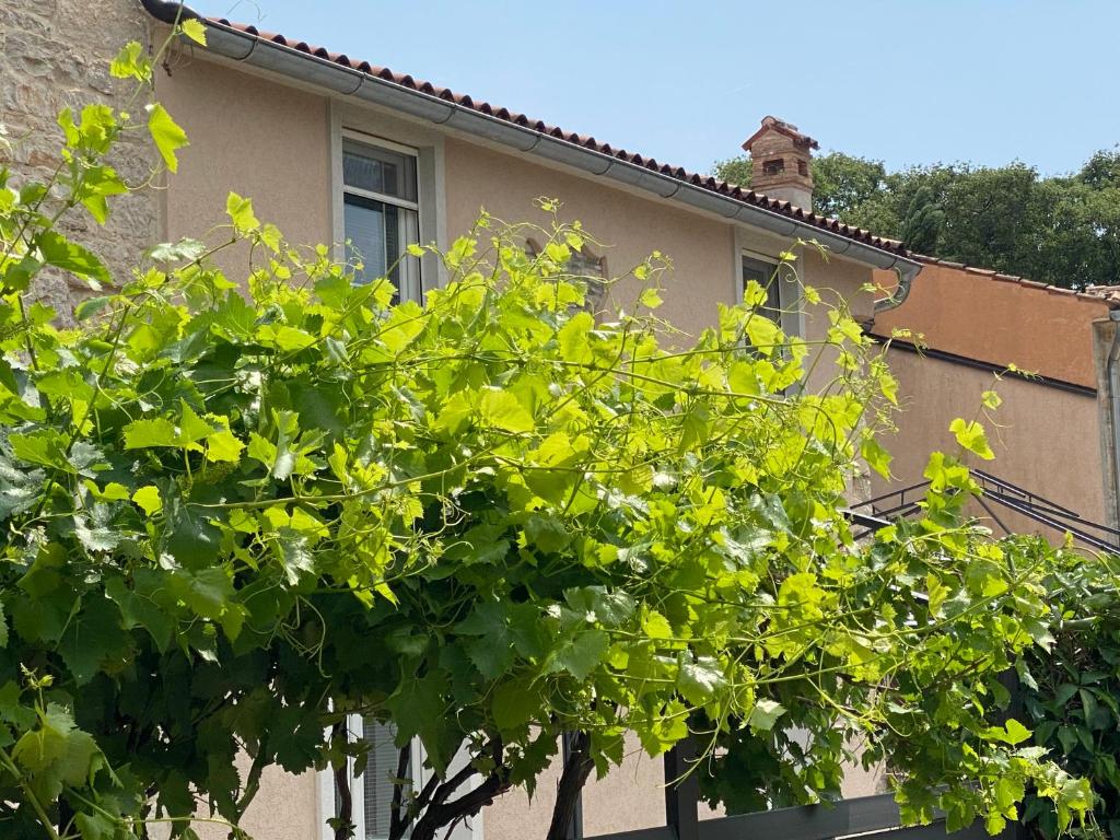 a green tree in front of a house at Farfalle di Valle in Bale