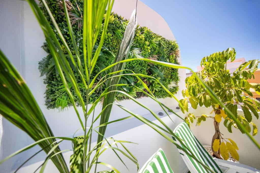 THE JUNGLE TERRACE - by MEDANO4YOU, El Médano – Updated 2023 ...