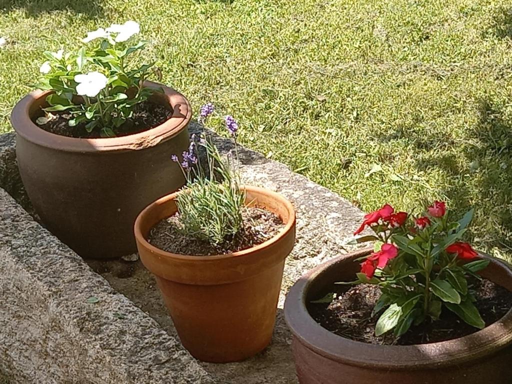 A garden outside A CASA DO BUXO