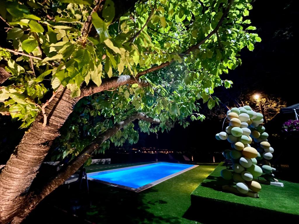 Gec في زابرشيتش: شجرة بجانب حمام سباحة في الليل
