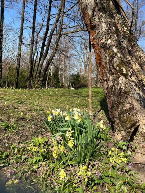 Ogród w obiekcie Penzion Nivy Alice a Petra Jandových