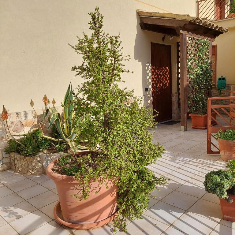 Zahrada ubytování B&B Camere e Cassata