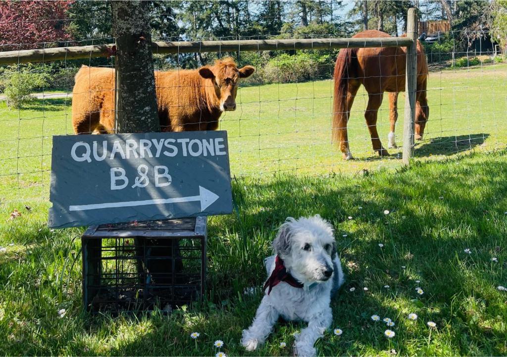 a dog sitting in the grass in front of a cow at Quarrystone House B&B in Fernwood