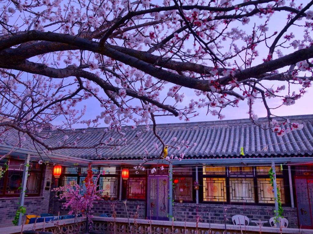 延庆县Beijing Badaling Great Wall Caos Courtyard Hostel 1VIP service 2Ancient style Chinese yard 3 only 15 minutes walk to the Badaling Great Wall 4 be your free advisor 5 offer private guided tour 6 experience local food and culutre的前面有樱树的建筑