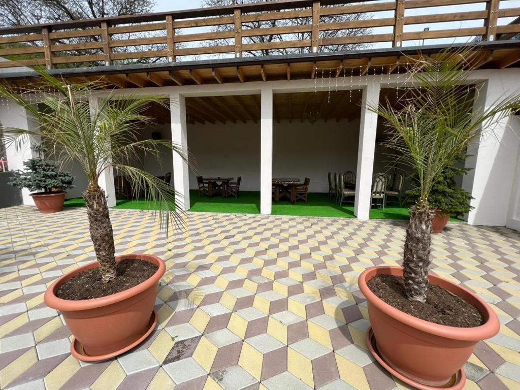 two potted trees in pots on a tile floor at Casa Sofia in Anina