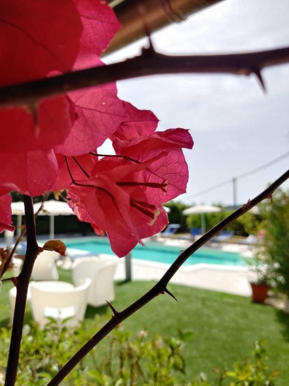 Bazén v ubytování Natur Hotel Tanca nebo v jeho okolí