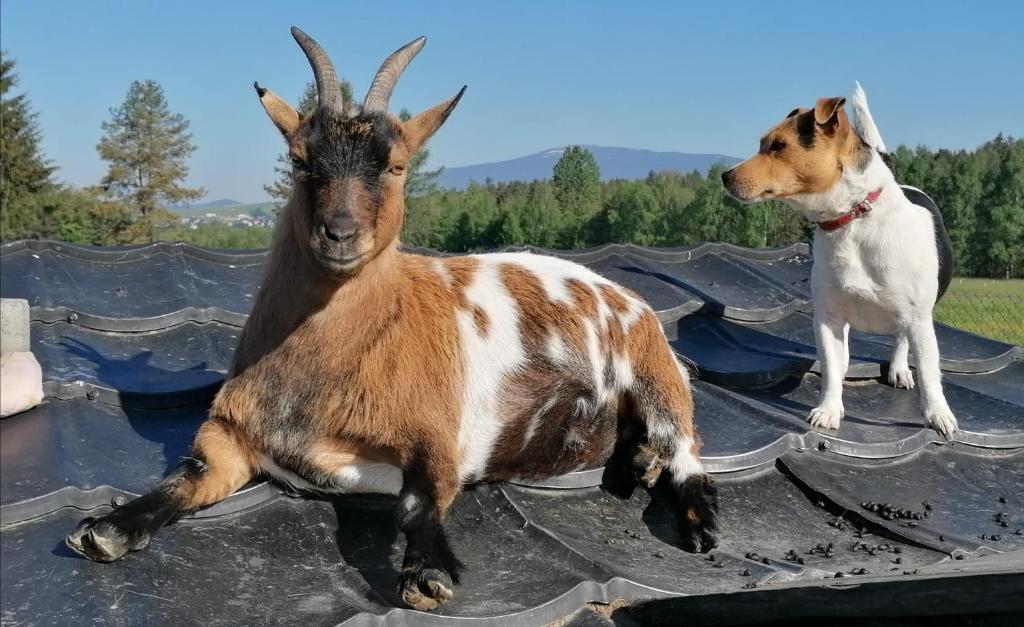 Zvieratá na farme alebo blízkom okolí