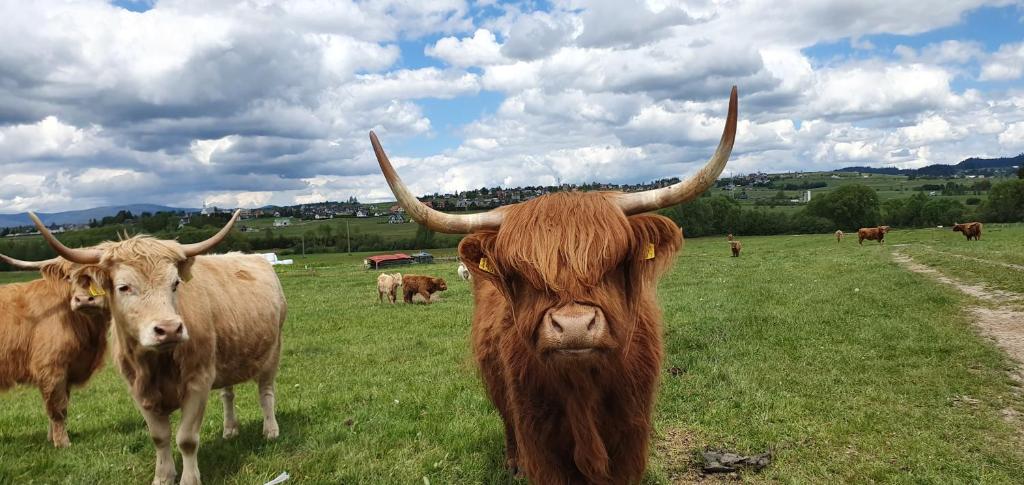 Zvieratá na farme alebo blízkom okolí