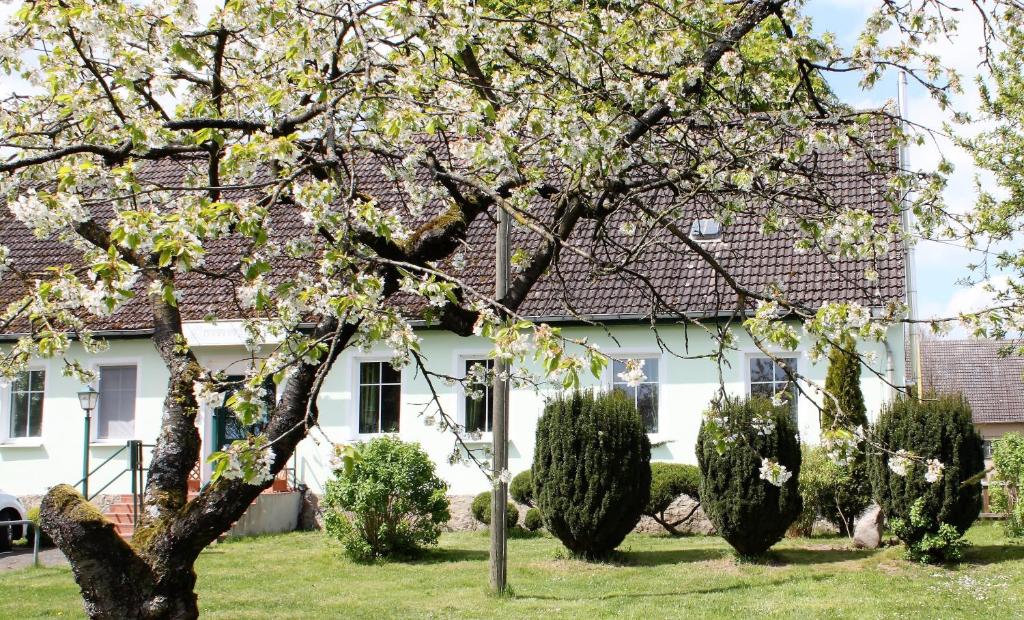 ein weißes Haus mit einem Baum davor in der Unterkunft Pension Gestüt Lindenhof in Templin