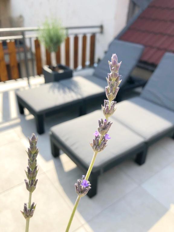 Rõdu või terrass majutusasutuses Čejkovský dvorek