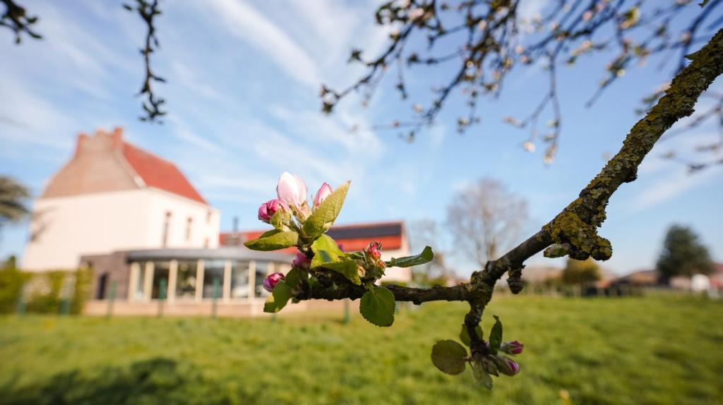 Zahrada ubytování Villa Corthals