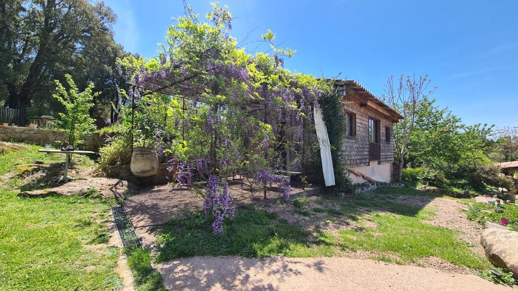 ein Haus mit lila Blumen auf der Seite in der Unterkunft A Cantina Chalet avec Piscine proche d Ajaccio in Carbuccia
